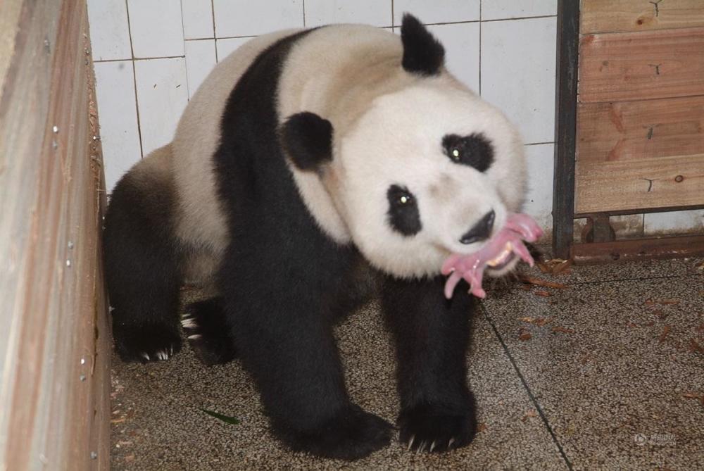 原来大熊猫出生的时候是这样子的
