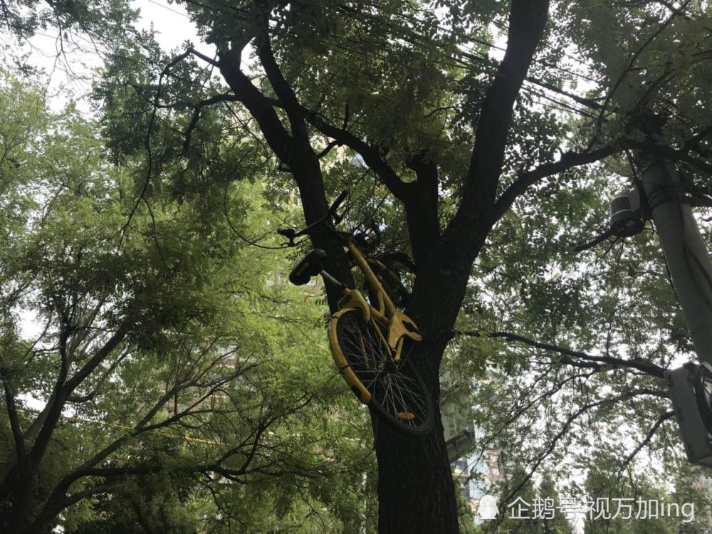 北京街头共享单车被人挂树上 距地面高度超过两米