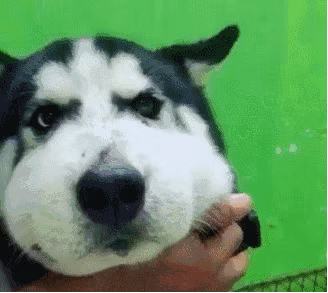 哈士奇的脸被蛇咬了,送到医院时已肿成猪头了,看着心疼又好笑!