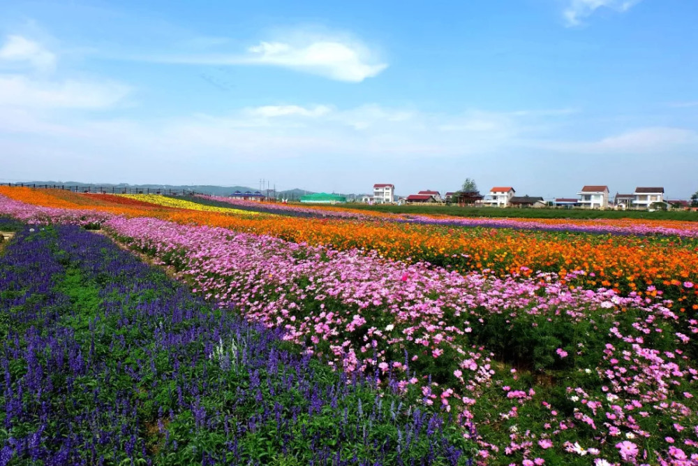 凭什么新晋4a级景区——这些年 我们游过的枫林花海