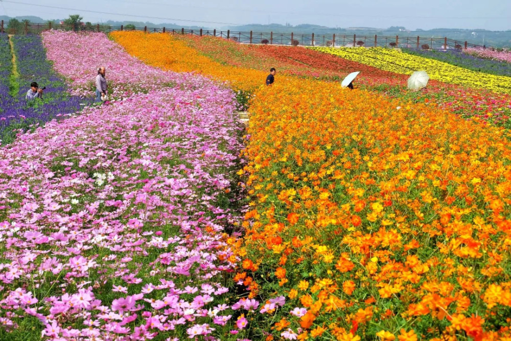 凭什么新晋4a级景区——这些年 我们游过的枫林花海