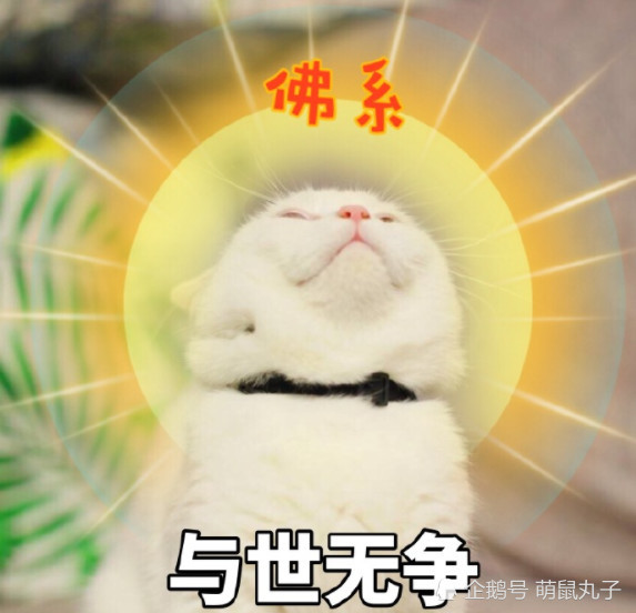 佛系吸猫:一组清心消火表情包,看完浑身都舒畅了