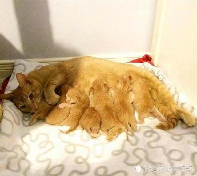 橘猫生了6只小猫崽,主人舍不得送人,2个月后却后悔到