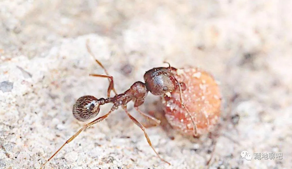 蚂蚁抬着一只肥胖的虫子在前行,那虫子绿绿的,一截截的身体不断在脉动