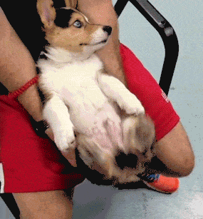 壁纸 动物 狗 狗狗 285_307 gif 动态图 动图