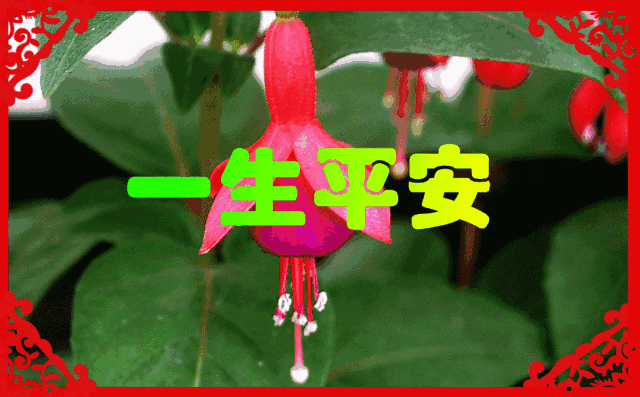 让你每天的收获都充实, 愿我的祝福 能让你这个冬天不再寒冷, 愿你事