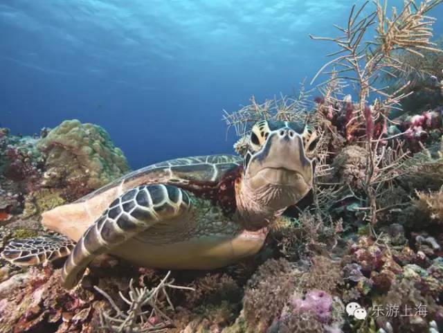 你知道吗?这些旅行目的地不需要签证 便宜又好