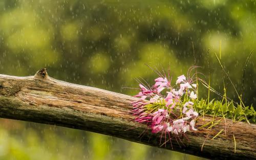 农村俗语:"早晨落雨晚担柴,下午落雨打草鞋",说的啥意思呢