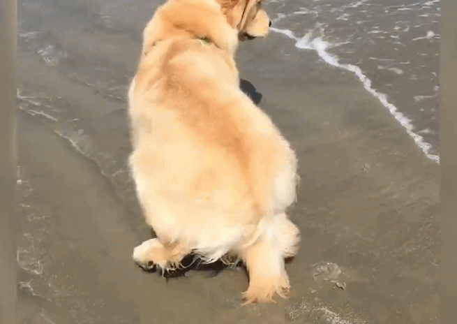一条不敢