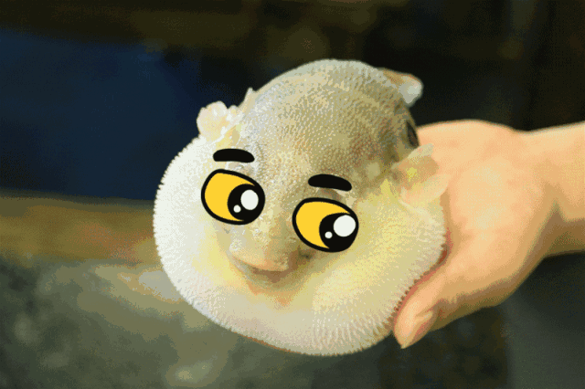 179元的河豚火锅能把3个人鲜到天上,还有丹麦皇冠三文鱼和巴掌大鹅肝