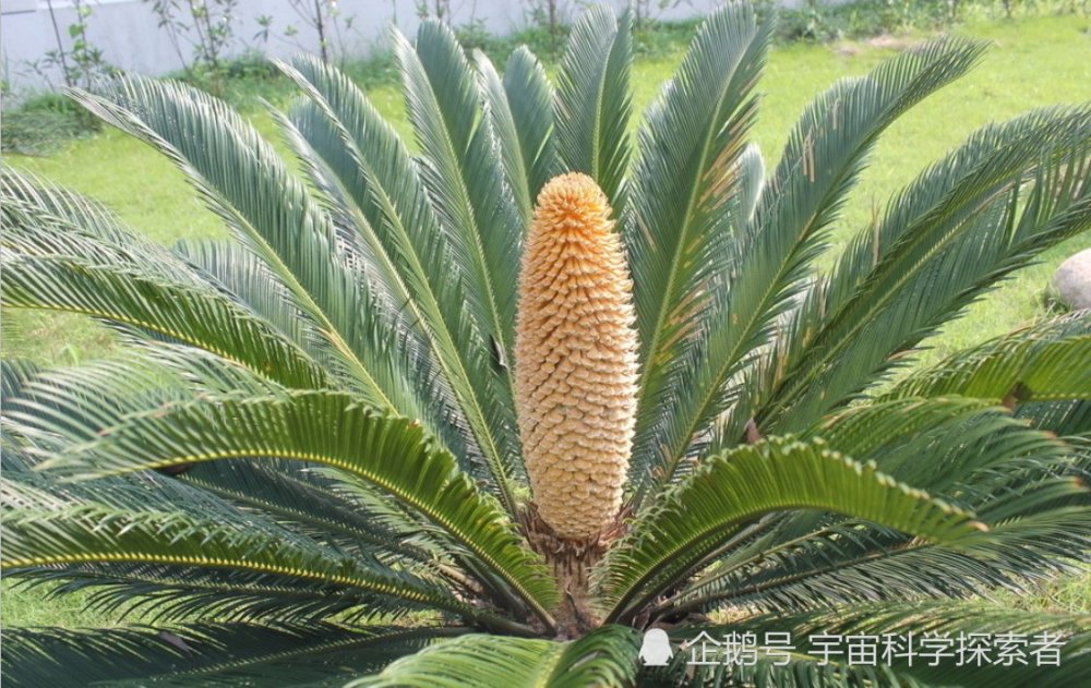 侏罗纪时期的植物被发现,其花朵十分难闻