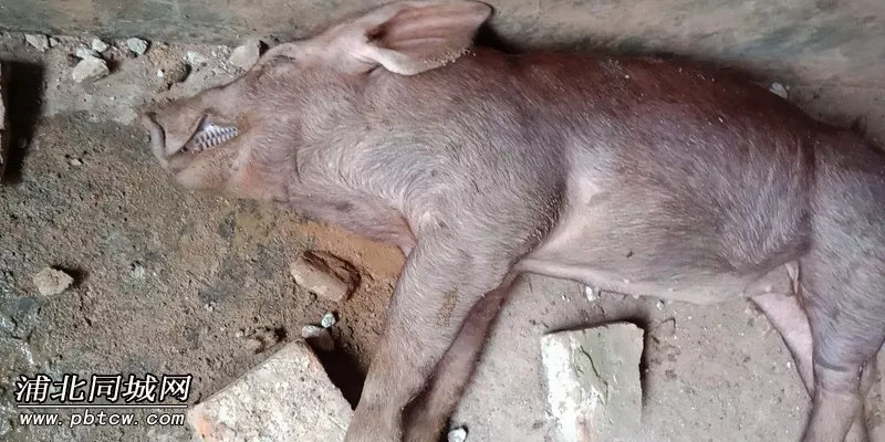 平睦一养猪场遭村民强制拆毁不少猪丢失或被砸致死