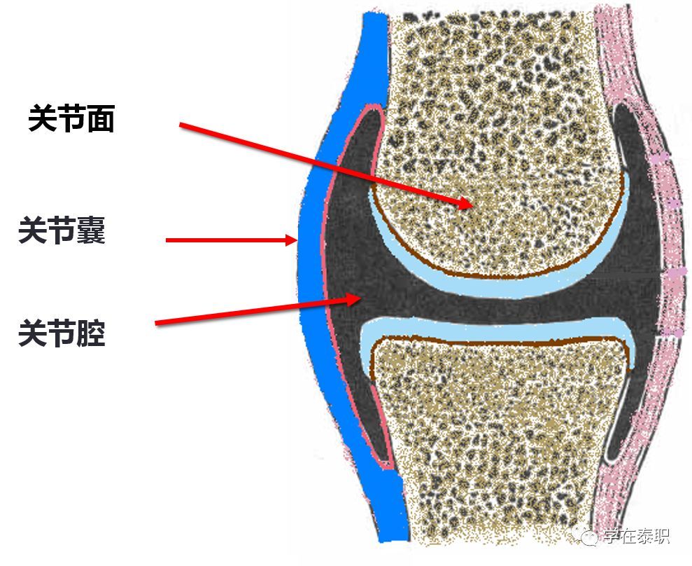 关节的辅助结构:韧带(囊内,囊外),关节内软骨(关节盘,半月板),关节唇