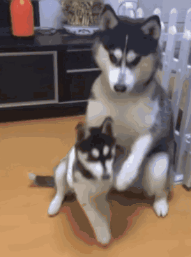 绝望还是幸福?10位铲屎官告诉你哭笑不得的真相