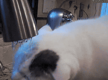 不冷笑话精选:这只猫成精了!喝水弄湿了还知道自己擦脸!