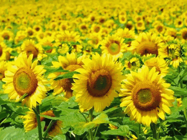 腾讯内容开放平台