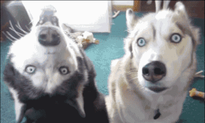 汪宠的搞笑动图文字表情包第三集来了