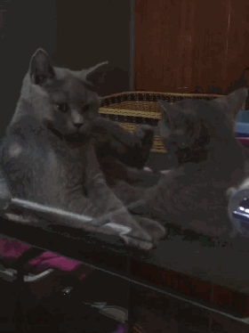 猫在享受按摩,中途发现有人来,赶紧阻止对方,喵:快