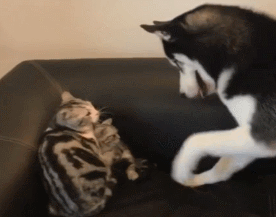 二哈调戏小奶猫,猫妈妈上去就是一巴掌:离本宫的孩子远一点
