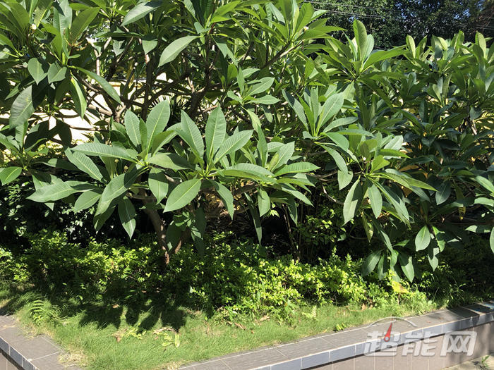 机拍照能比肩微单?iPhone X VS 索尼A7M3给