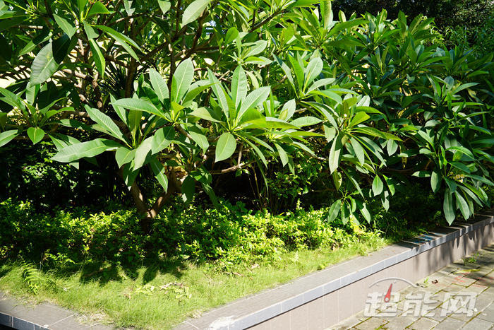 现在手机拍照能比肩微单?iPhone X VS 索尼A