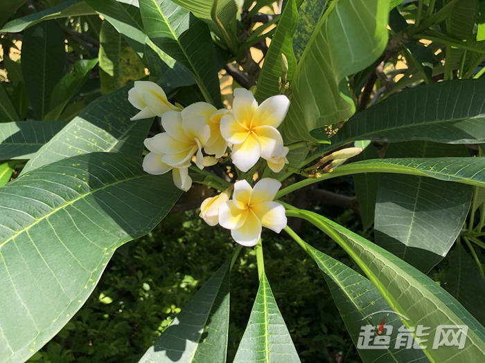 机拍照能比肩微单?iPhone X VS 索尼A7M3给