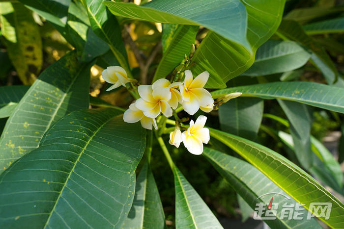 机拍照能比肩微单?iPhone X VS 索尼A7M3给