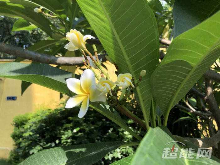 现在手机拍照能比肩微单?iPhone X VS 索尼A