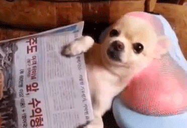 内涵段子gif:我记得我应该不是一只猫.