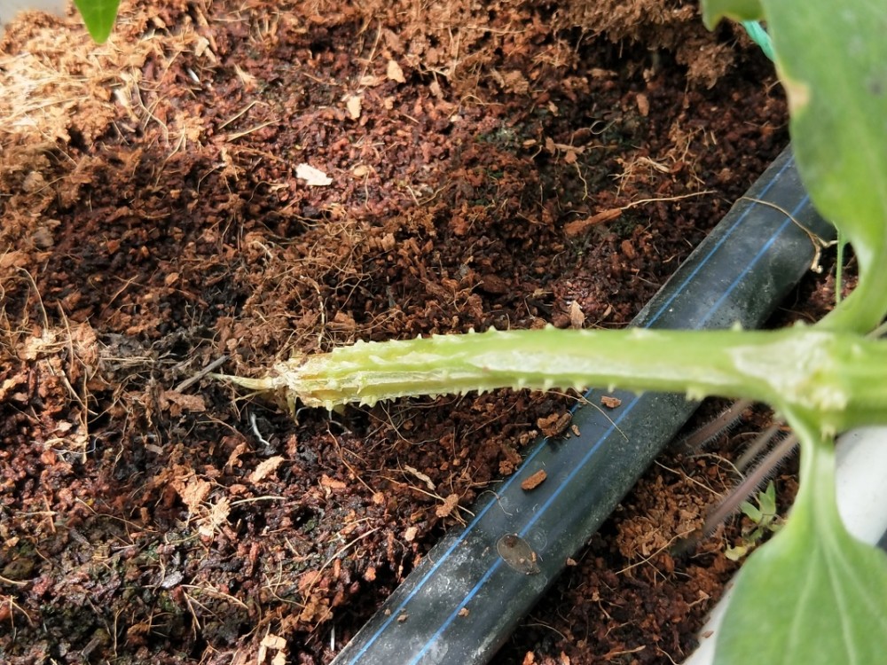 大棚黄瓜定植后需注意茎基腐病!轻则减产,重则绝产