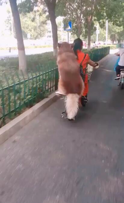 路上碰到一只大狗 坐在电车后座 狗子 俺是认真的 看点快报