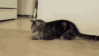 搞笑gif:抓紧时间再吃一口吧,没准这就是你最后一顿饭