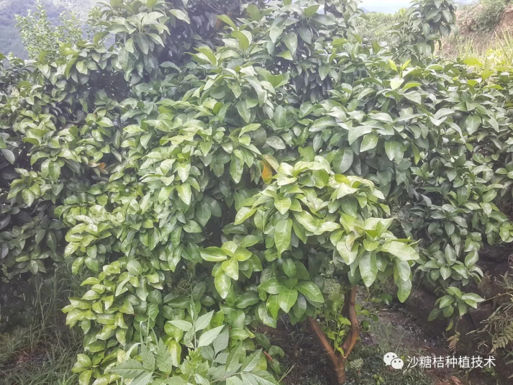 实例讲解,沙糖桔环割不当损失惨重!