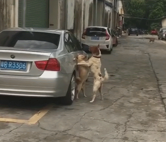 狗狗打架被摁在车边,步步逼紧,大狗:就问你服不服!