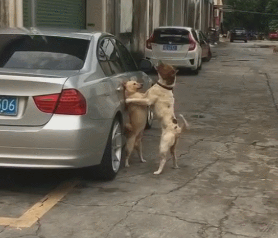 壁纸 动物 狗 狗狗 544_466 gif 动态图 动图