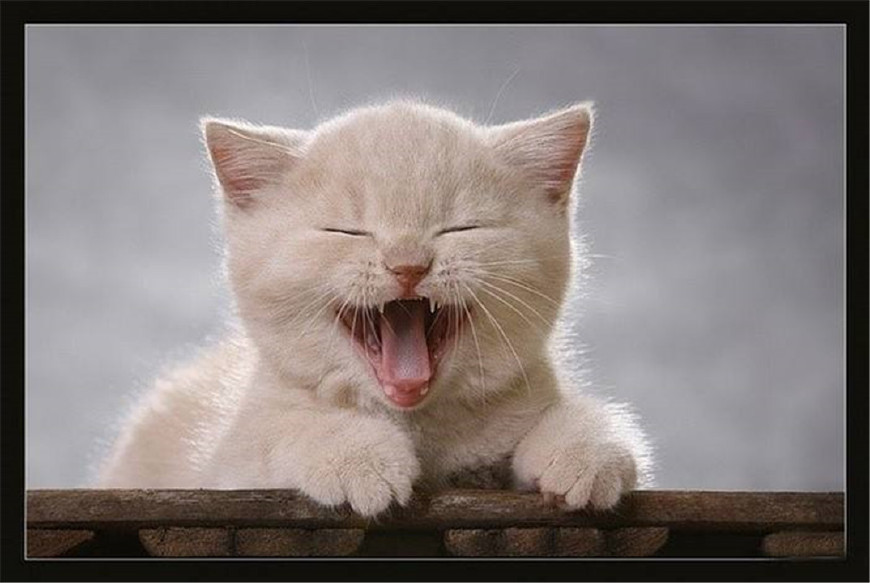 猫猫为什么会离家出走,是因为死亡?5位铲屎官