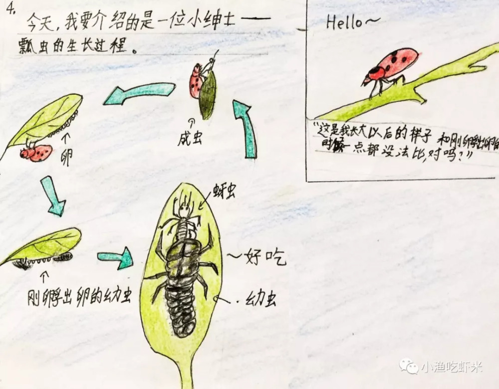 在地上 蚂蚁齐心协力搬食物回家,蚱蜢到处寻找庄稼.