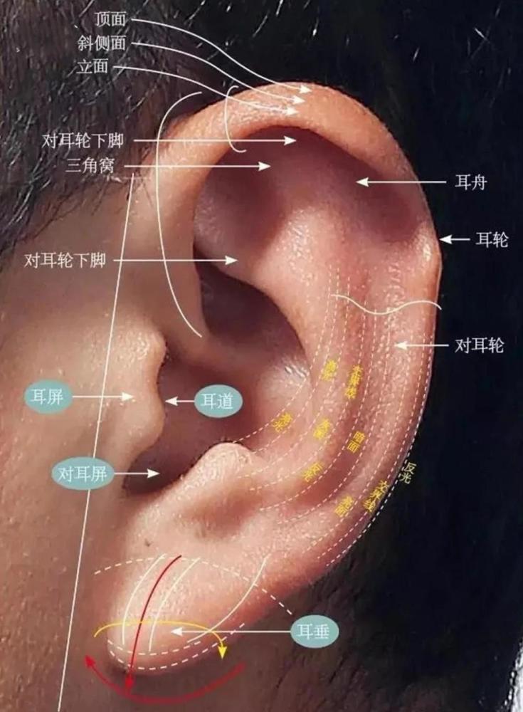 我们在画之前一定要先了解耳朵的结构,这样我们才能做到心里有数,不