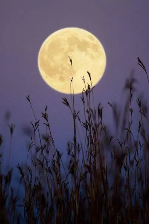 在这个夜晚看见同一轮圆月 中秋这天 我们常有传统习俗是 祭月,赏月