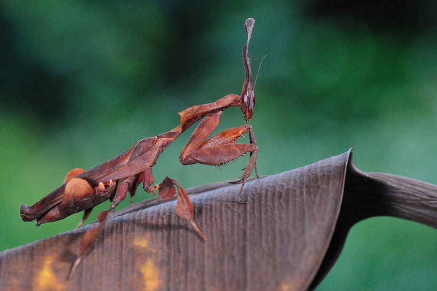 世界上最稀有的四种螳螂,第一种最大,最后一种会伪装!