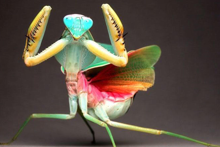 世界上最稀有的四种螳螂,第一种最大,最后一种会伪装!