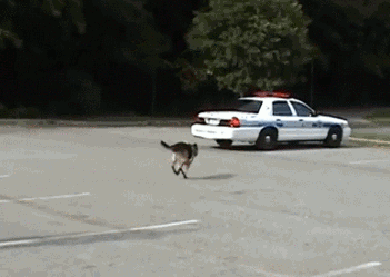 内涵段子gif:没时间解释了,快开车!