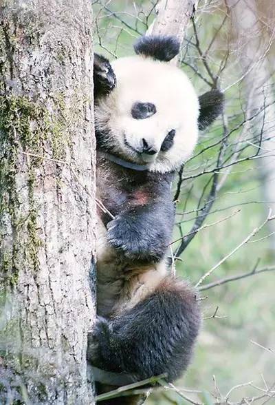 这座古城，被称为西北小江南！有熊猫出没，还藏了一条挂壁公路！