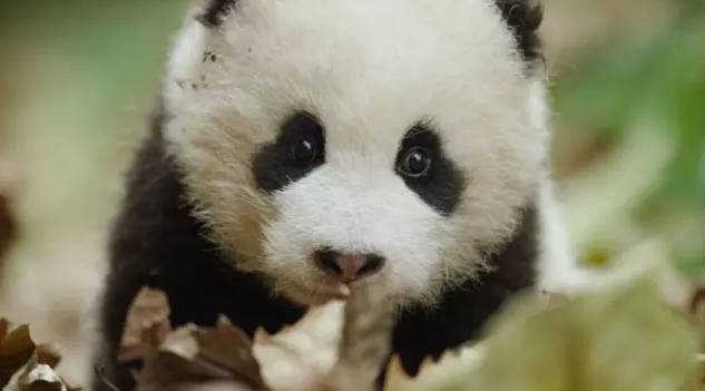 这座古城，被称为西北小江南！有熊猫出没，还藏了一条挂壁公路！