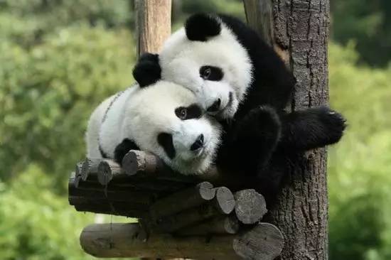 这座古城，被称为西北小江南！有熊猫出没，还藏了一条挂壁公路！