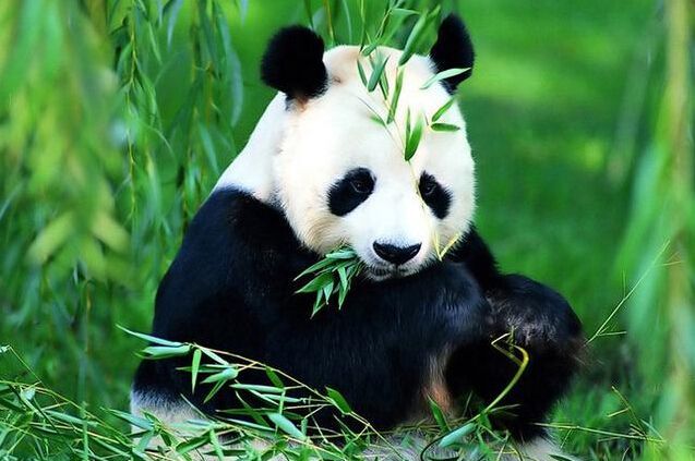 大熊猫特别喜欢吃竹子,如果不给大熊猫吃竹子,它们会被饿死吗?