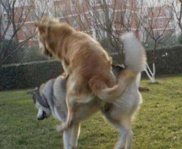 金毛宠幸二哈,小奶狗出生后主人笑得合不拢嘴