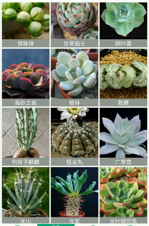 方植 史上最全 多肉植物品种及分类大全 看点快报