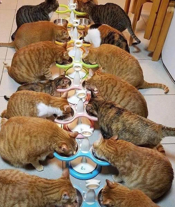 提醒爱猫人士:家里没矿千万别收养橘猫,否则1