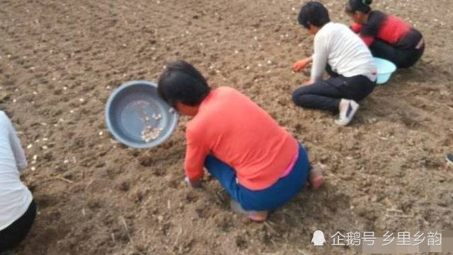 大蒜种植即将开始,给蒜农几个技术关键点,让你